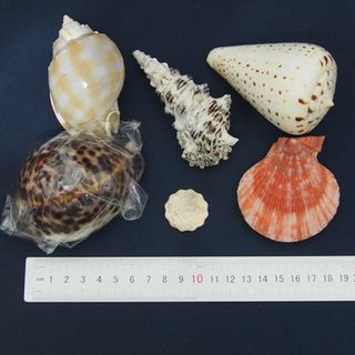 （分類：）位於 。 由 lfe00123644 提交（商品編號 1251673268，圖片 1）。簡介： 。