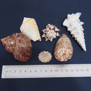（分類：）位於 。 由 lfe00123644 提交（商品編號 1251669015，圖片 1）。簡介： 。