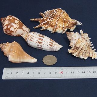 （分類：）位於 。 由 lfe00123644 提交（商品編號 1251668462，圖片 1）。簡介： 。