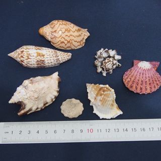 （分類：）位於 。 由 lfe00123644 提交（商品編號 1251669309，圖片 1）。簡介： 。