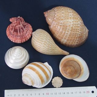 （分類：）位於 。 由 lfe00123644 提交（商品編號 1251671058，圖片 1）。簡介： 。
