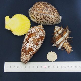（分類：）位於 。 由 lfe00123644 提交（商品編號 1251673494，圖片 1）。簡介： 。