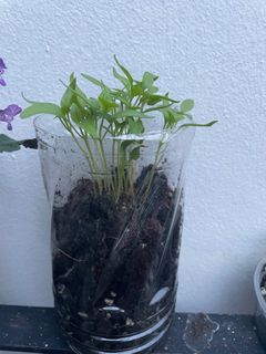 (Category: ) located in . Submitted by yakyakmee (Listing ID 1251269483, Image 1). Description: .