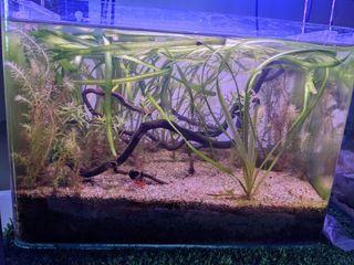 (Category: ) located in . Submitted by syamimgasm (Listing ID 1251703722, Image 1). Description: .