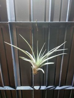 （分類：）位於 。 由 tilly_plant 提交（商品編號 1246776635，圖片 1）。簡介： 。
