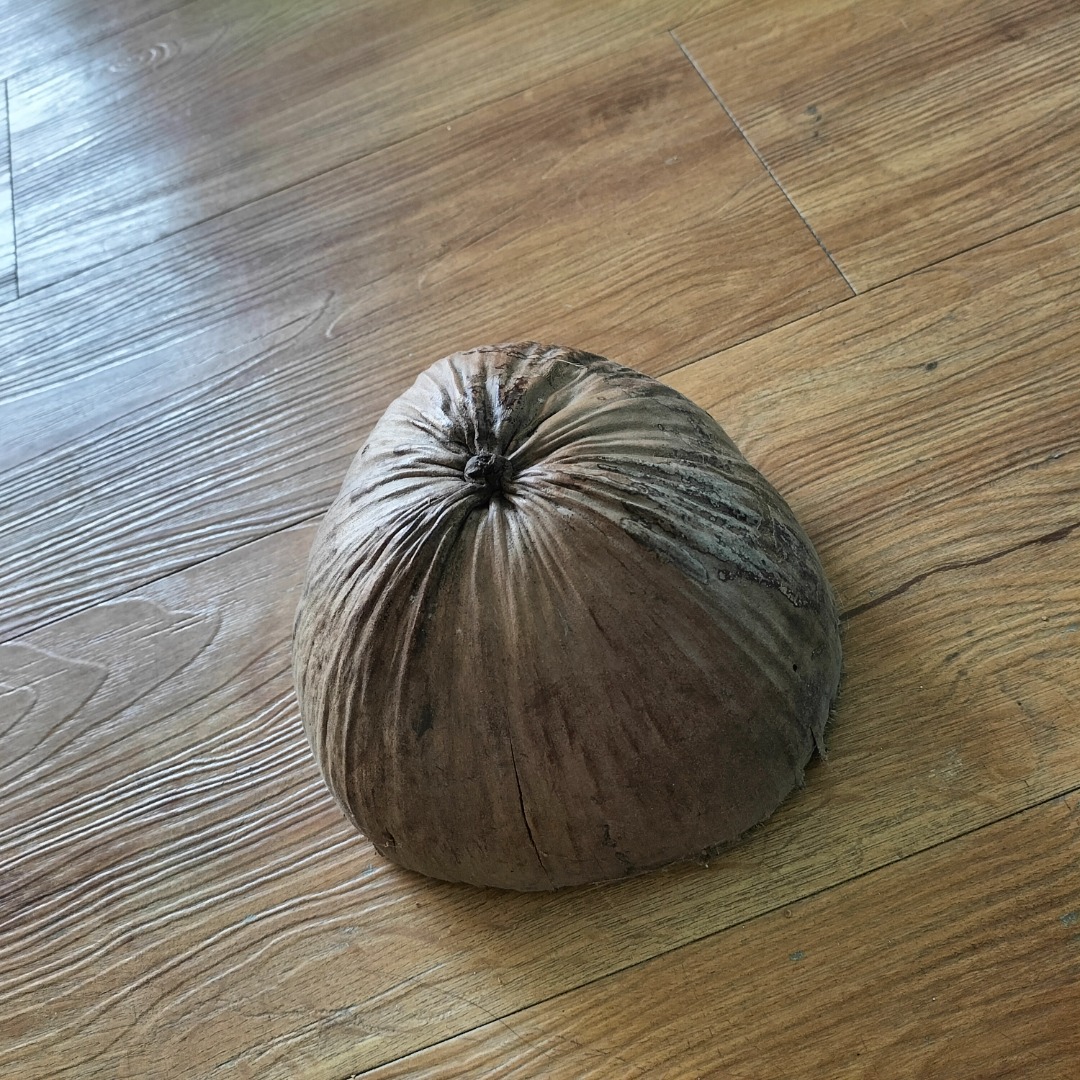 Bunot, coconut husk floor polisher, Furniture & Home Living, Cleaning