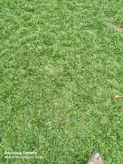 Carabao grass,frog grass,blue grass,zoysia