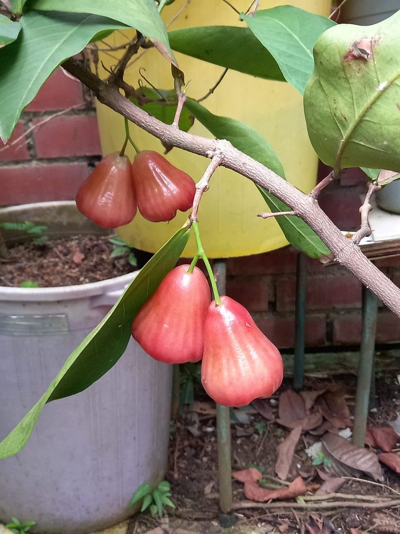 Organic Jambu Plant, Furniture & Home Living, Gardening, Plants & Seeds ...
