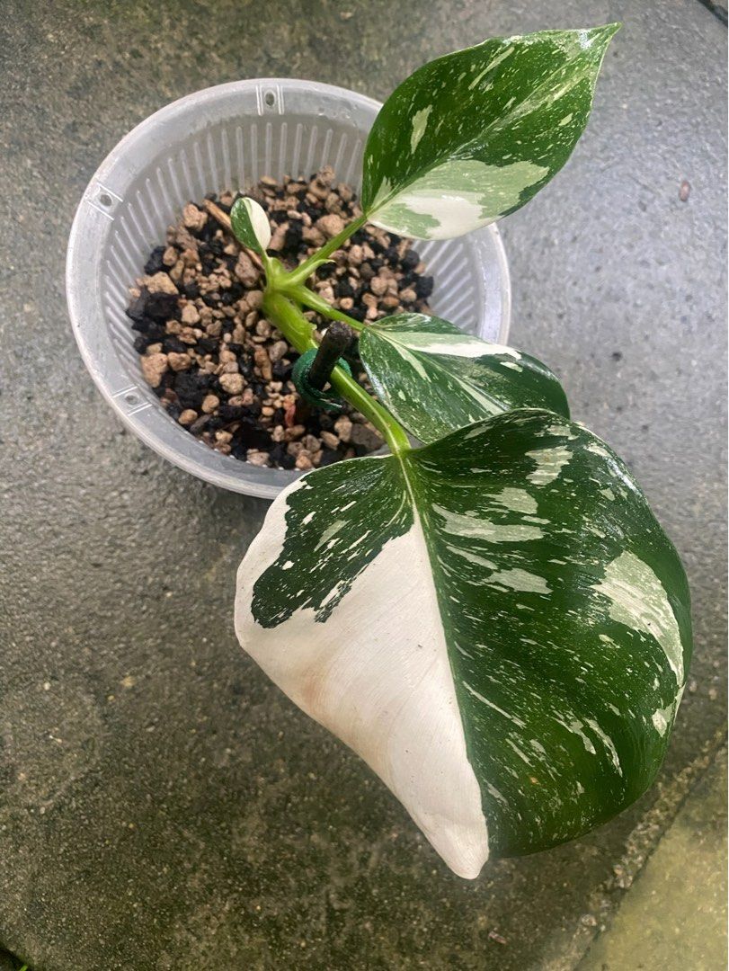 dischidia plant Succulent 'String of Hearts' | Indoor Plant | Tropical Plant