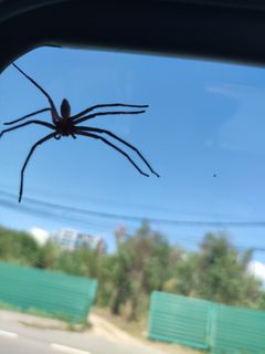 (Category: ) located in . Submitted by wawaaurora (Listing ID 1246801377, Image 1). Description: .