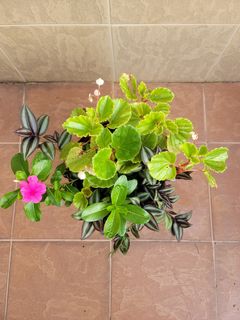 （分類：）位於 。 由 winwinchow22 提交（商品編號 1252008960，圖片 1）。簡介： 。