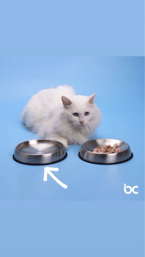 Dr. Catsby Whisker free cat stainless steel feeding bowl dish