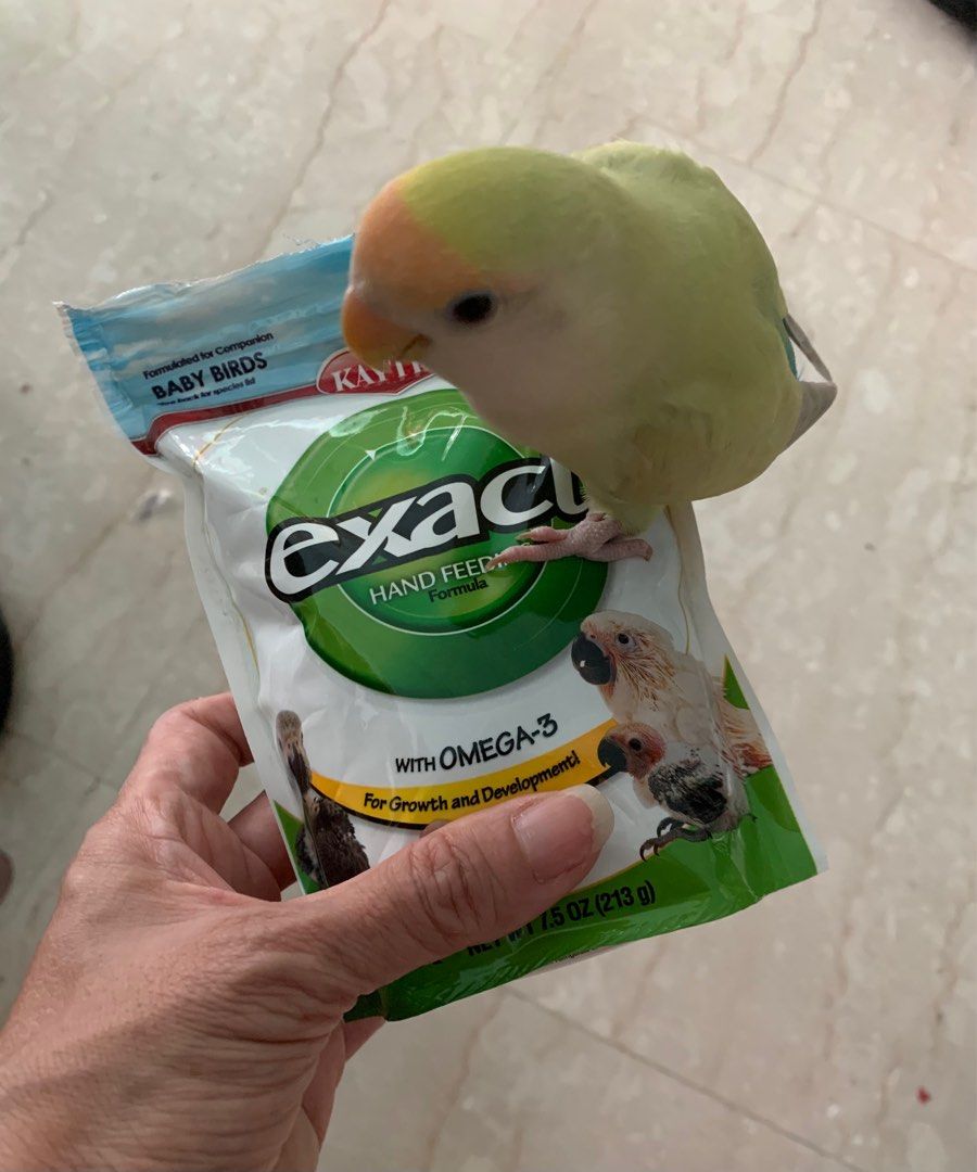 Exact parrot sale food