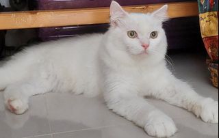 (Kategori: ) berada di . Dikirim oleh marshopp (ID iklan 1251963598, Gambar 1). Deskripsi: .