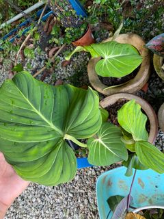(Category: ) located in . Submitted by mostlyplants (Listing ID 1251845144, Image 1). Description: .