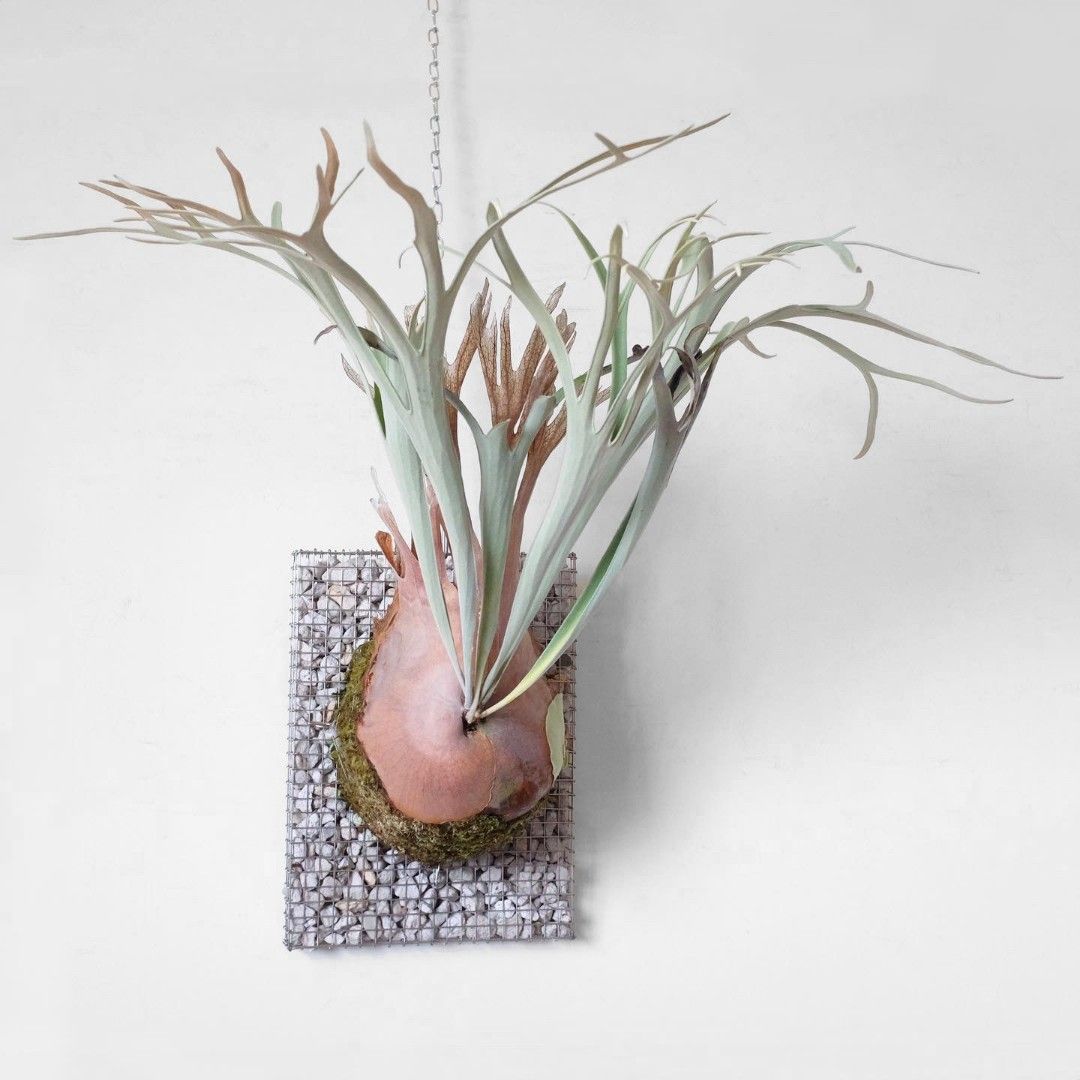 繊細 P. veitchii 'Lemoinei' sp レモイネイ 細葉タイプ