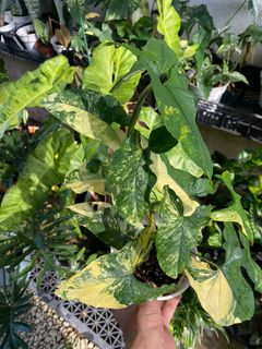 (Category: ) located in . Submitted by mostlyplants (Listing ID 1251844608, Image 1). Description: .