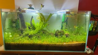 (Category: ) located in . Submitted by lestertyl (Listing ID 1252112970, Image 1). Description: .