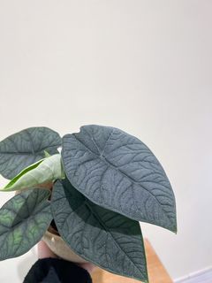 （分類：）位於 。 由 greendom_22 提交（商品編號 1252111095，圖片 1）。簡介： 。