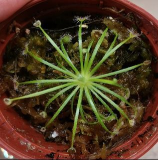 Carnivorous Plant Broomensis Drosera (Sundew)