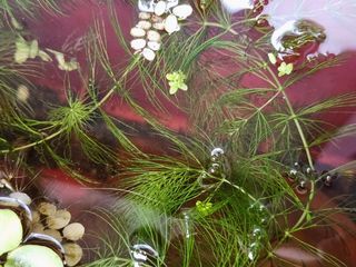 Ceratophyllum / Hornwort Water Weed Low Maintenance Aquatic Plants for Pond/Aquarium