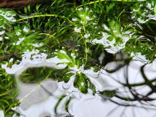 Elodea / Anacharis Water Weed Low Maintenance Aquatic Plants for Pond/Aquarium or School/Science Lab Experiment Project