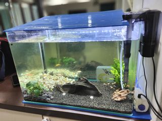 (Category: ) located in . Submitted by haazdeen (Listing ID 1252111629, Image 1). Description: .