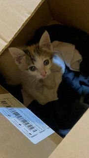 (Category: ) located in . Submitted by gjw445 (Listing ID 1252175019, Image 1). Description: .