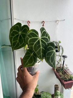 Anthurium Clarinervium
