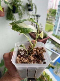 Monstera Lechleriana Albo