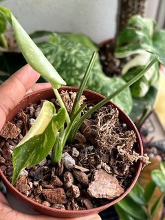 Monstera Thai con 2 baby plants
