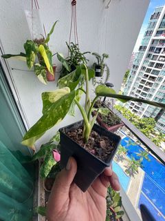 philodendron domesticum variegated