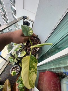 philodendron domesticum variegated 2
