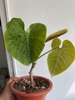 Philodendron Majestic