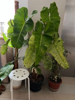 Philodendron paraiso verde mature