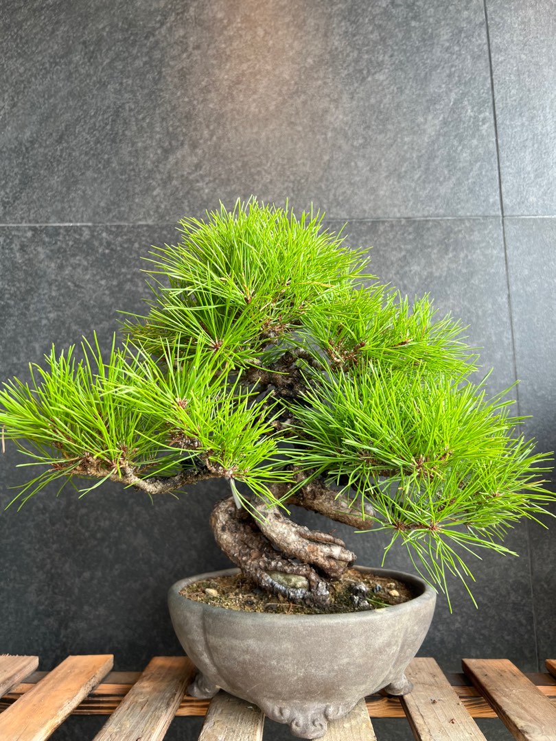 日本 赤松Pinus Densiflora (附上影片) ｜植物盆景盆栽bonsai, 傢俬