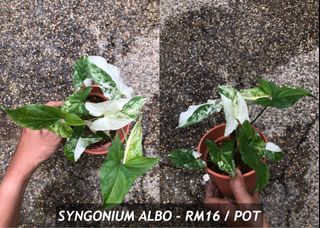 (Category: ) located in . Submitted by buatsemua (Listing ID 1246985847, Image 1). Description: .
