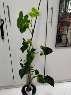 (Category: ) located in . Submitted by askrishnanunni (Listing ID 1230929471, Image 1). Description: .