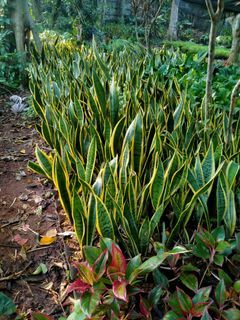 Tanaman hias sansevieria