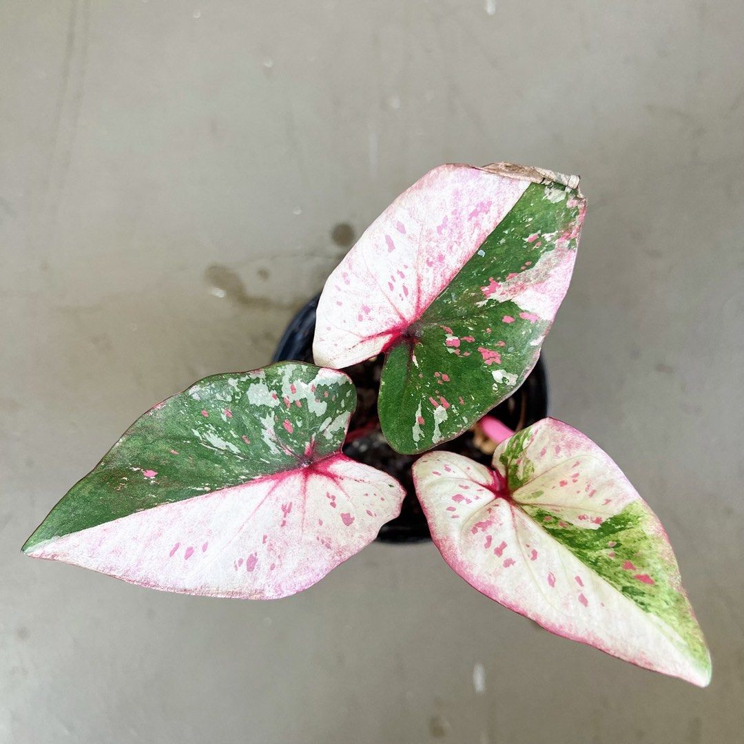 Variegated Caladium new hybrid, Furniture & Home Living, Gardening ...