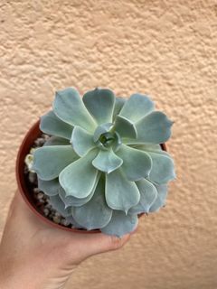 2 in 1 Healthy Succulent Variety Plant in a Pot Variegated & Non-variegated FOR SALE