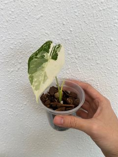 (Category: ) located in . Submitted by plantsdoingstunts (Listing ID 1247229407, Image 1). Description: .