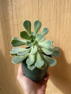 BUDGET MEAL Potted Succulent Variety Plant FOR SALE