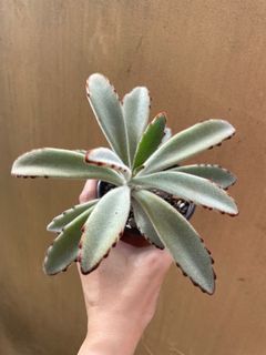 Kalanchoe Tomentosa Panda Ear Plant Succulent Plant FOR SALE
