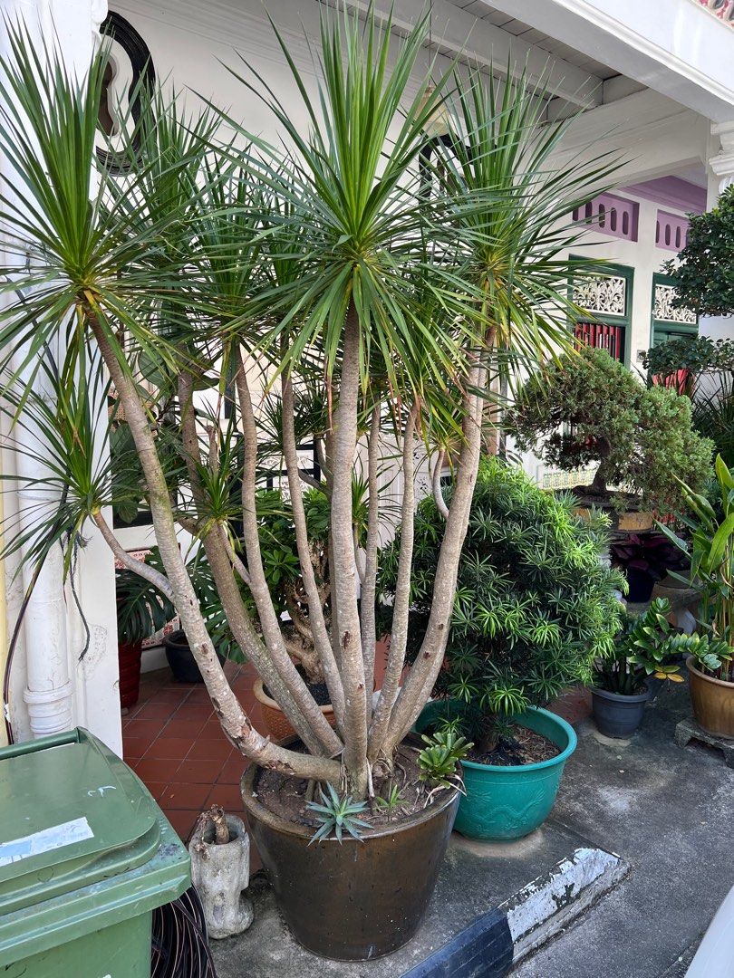 Large multi stem dracaena (dragon tree) for sale, Furniture & Home Living, Gardening, Plants