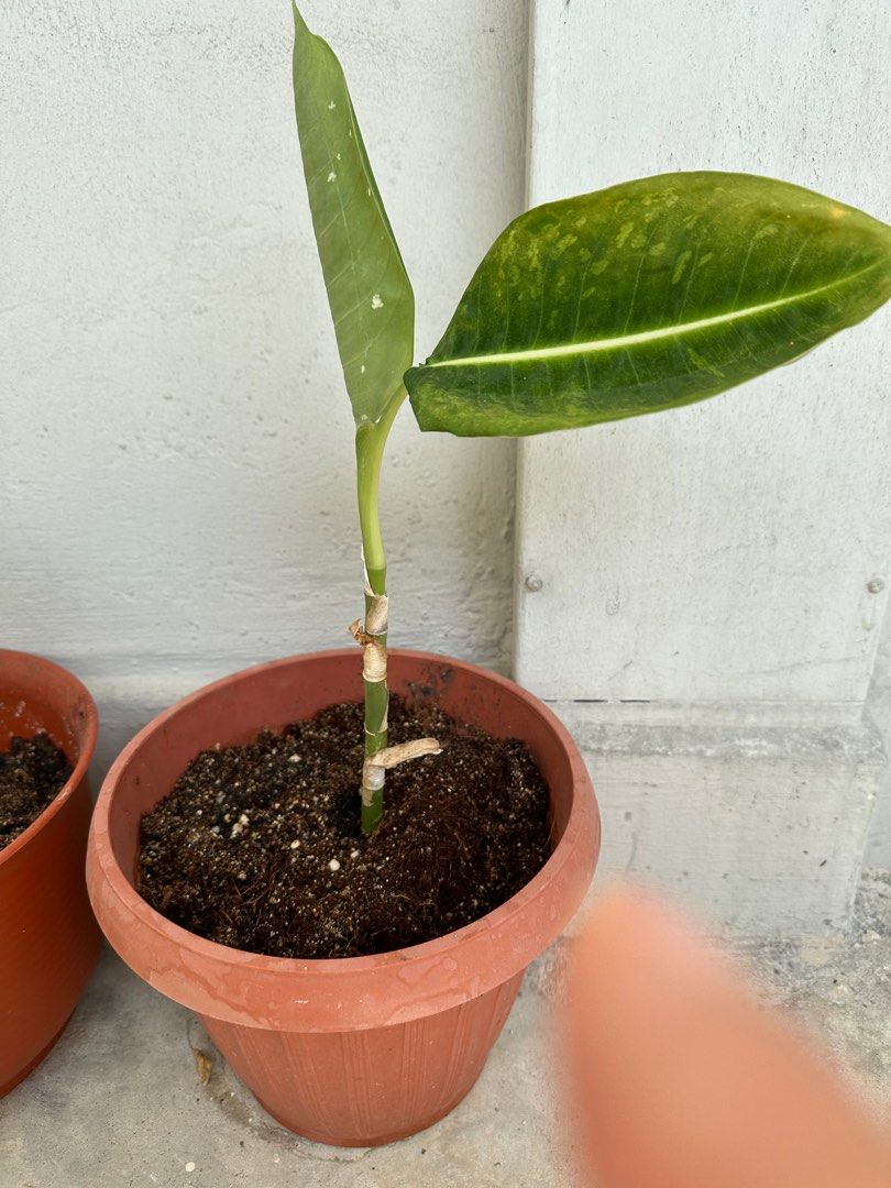 Plant, Furniture & Home Living, Gardening, Plants & Seeds on Carousell