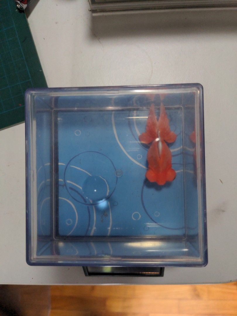 Solarpowered robotic fish, Hobbies & Toys, Toys & Games on Carousell