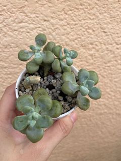 SUPER SALE Propagated Succulent Plant Variety with Babies in a Pot