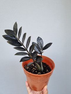 (Category: ) located in . Submitted by phytophilous (Listing ID 1247117014, Image 1). Description: .