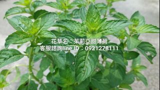 茱莉亞甜薄荷.台南.香草植物